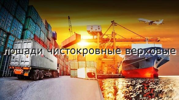 лошади чистокровные верховые